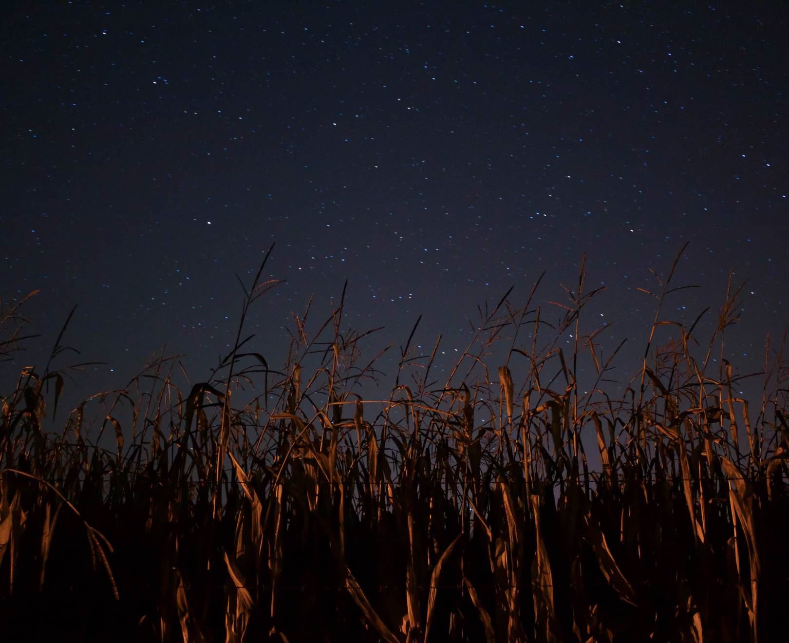 Wheat Under Night Sky