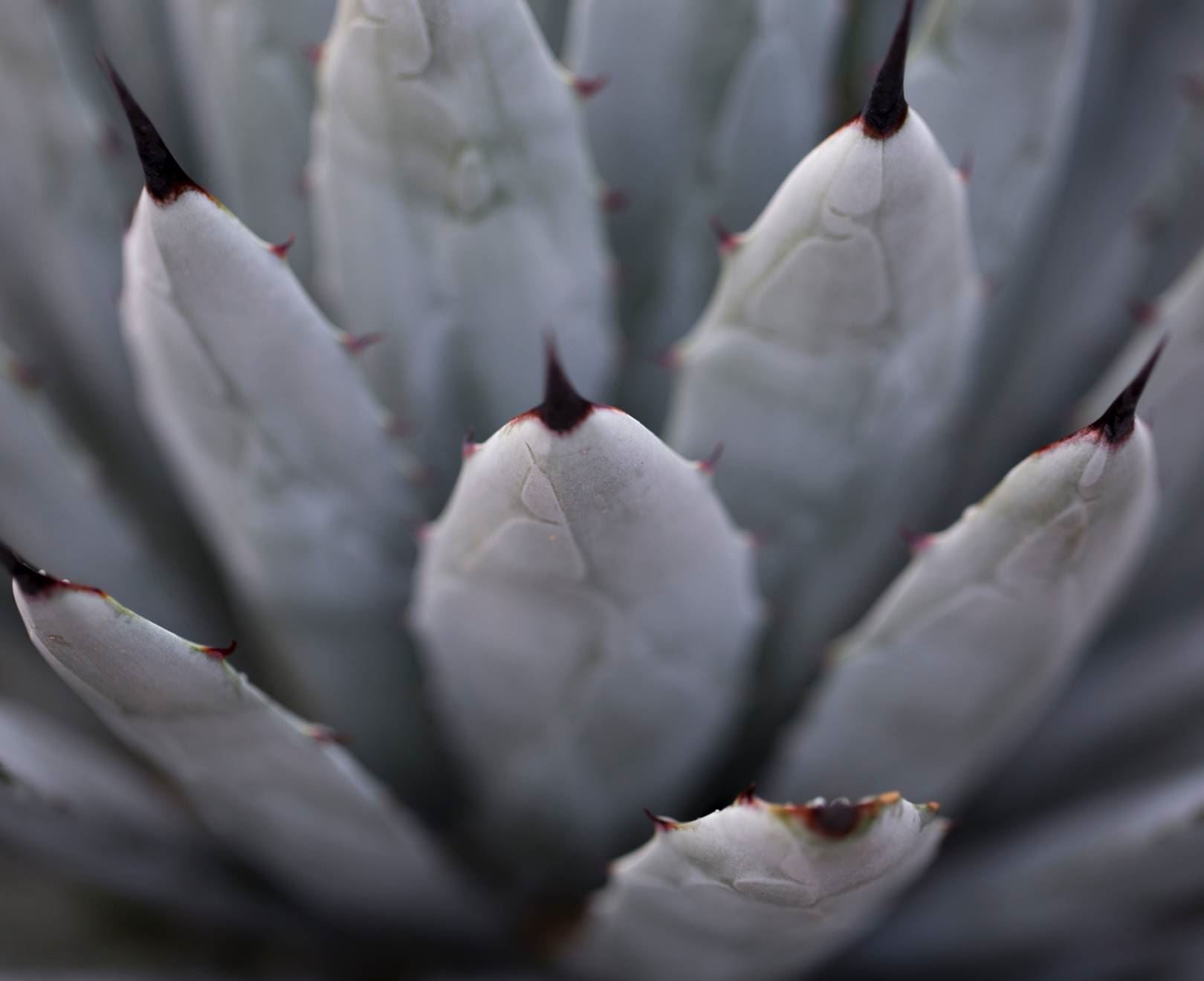 White Aloe Plant