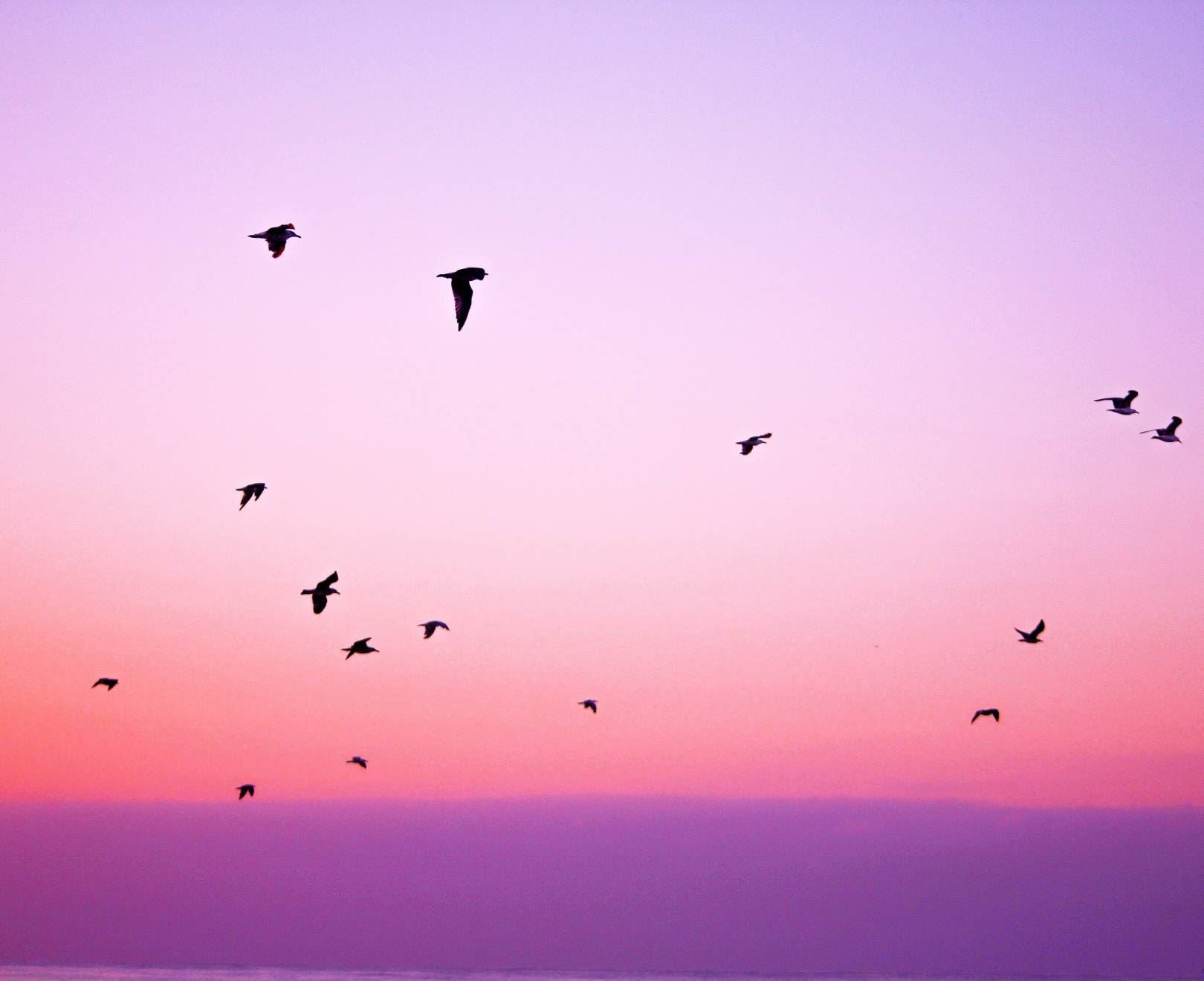 Birds Under Pink Sky